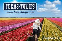 Texas-Tulips, LLC image 2