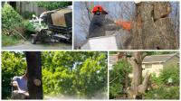 From the Bottom Tree Service image 2
