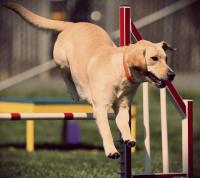 Aurora Family Dog Training, LLC image 3