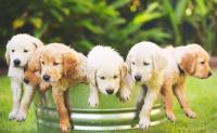 Puppies Today image 3