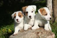 Puppies Today image 4
