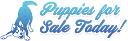 Puppies Today logo