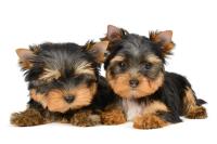 Puppies Today image 6