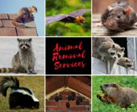 Animal Removal Services image 3