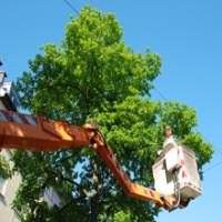 Spank's Tree Service image 1