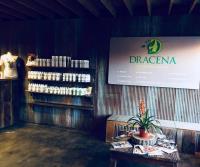 Dracena Plant-Powered Beauty image 12