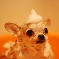 Lucky Dog Grooming image 5