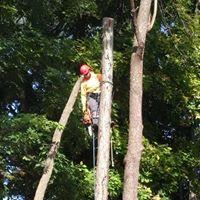 Wildcat Creek Tree Service image 2