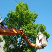 Cloud Climbers Tree Services image 3