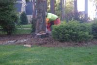 Fort Myers Tree Service image 1