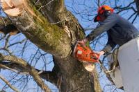 Fort Myers Tree Service image 2