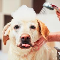 D & D Doggy Wash Grooming Salon image 5