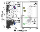 Colorimetric Cell Viability Assay logo