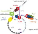 JC-1 Mitochondrial Membrane Potential Assay logo