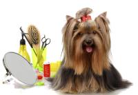 Creative Grooming Mobil Pet Service  image 1