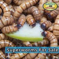 Crickets and Worms For Sale image 2