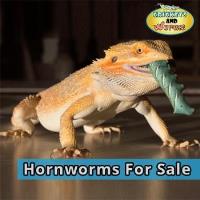 Crickets and Worms For Sale image 3
