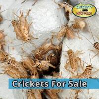 Crickets and Worms For Sale image 4