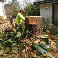 Highpoint Tree Care image 3