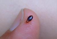 Bed Bug Exterminator Norfolk image 2