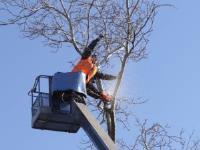 Tree Service of Charlottesville image 2