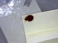 Bed Bug Exterminator Pittsburgh image 2