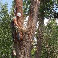 Fremont Tree Service Pros image 2