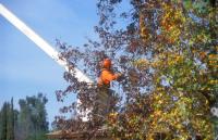 CJ'S Tree Service image 1