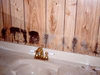 Mold Specialist image 1