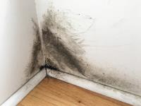 Twin cities Mold investigation  |Mold removal image 1