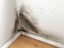 Twin cities Mold investigation  |Mold removal logo