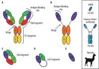 recombinant antibody production image 1