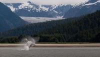 Whale Watch Alaska image 5