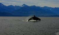 Whale Watch Alaska image 3
