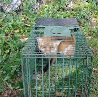 BuxMont-Wildlife-Trapping & Animal-Removal image 1