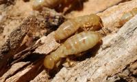 Champion Pest & Termite Control image 12