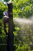 Castaneda's Tree Trimming image 1