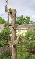 Advanced Tree Service and Landscaping image 1