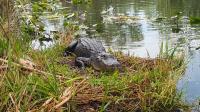 Everglades Airboat Expeditions image 4
