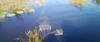 Everglades Airboat Expeditions image 5