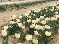 Texas-Tulips, LLC image 4