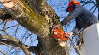 Rockford Tree Service Pros image 1