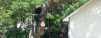 Rockford Tree Service Pros image 7