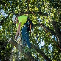 Linbergh's Tree Service Greensboro image 2