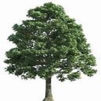 Linbergh's Tree Service Greensboro image 4