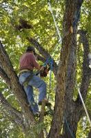 Shreveport Tree Service Pros image 6