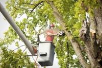 DC Tree Removal Services image 2