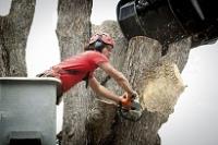 DC Tree Removal Services image 3