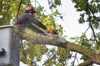 DC Tree Removal Services image 7