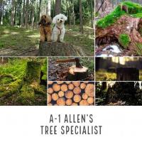 A-1 Allen's Tree Specialist image 1